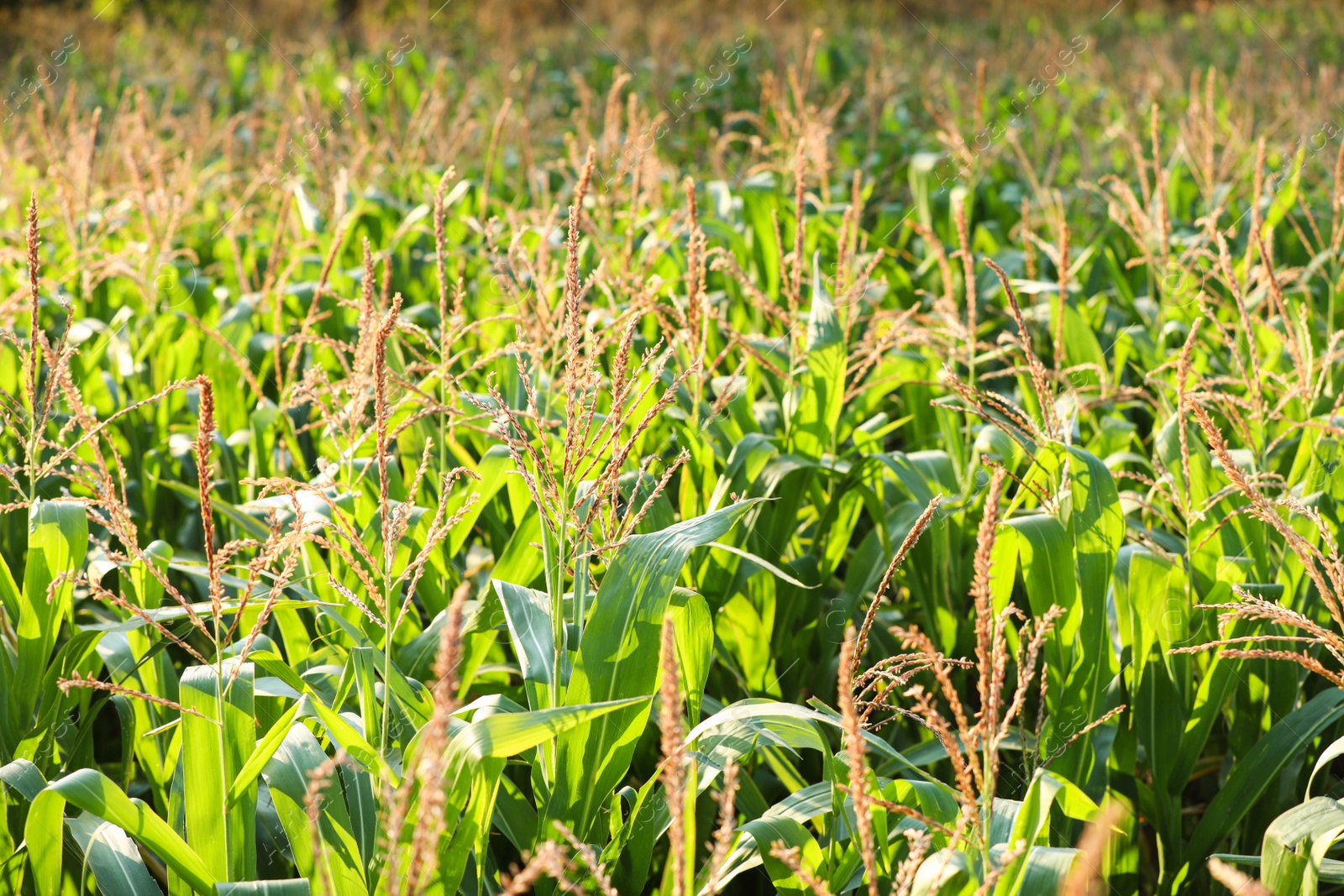 Photo of Beautiful view of corn field on sunny day