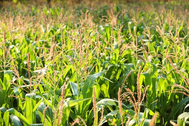 Beautiful view of corn field on sunny day