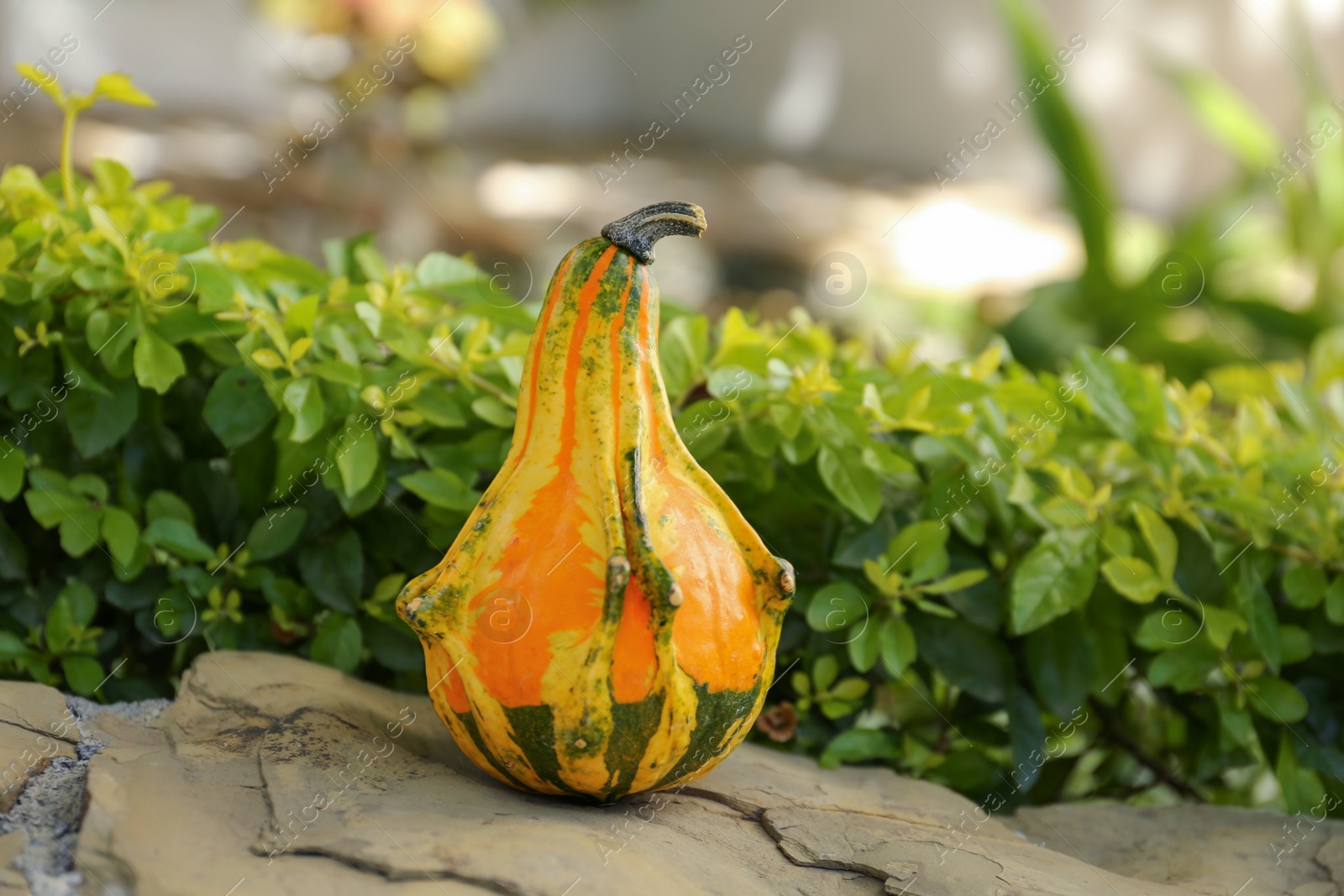 Photo of Whole ripe pumpkin on stone surface outdoors