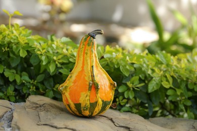 Whole ripe pumpkin on stone surface outdoors