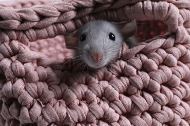 Photo of Cute grey rat in pink knitted basket, closeup