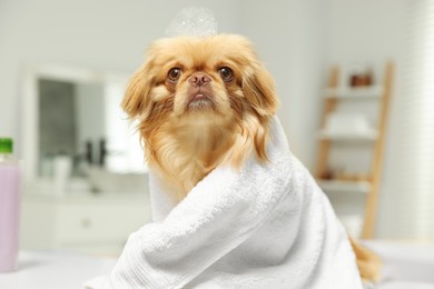 Photo of Cute Pekingese dog with towel and shampoo bubbles on head in bathroom. Pet hygiene