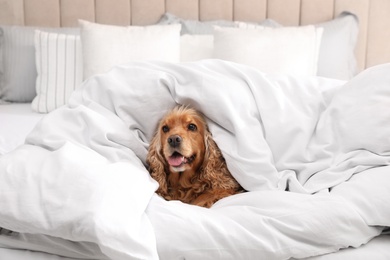 Photo of Cute English cocker spaniel covered with soft blanket on bed