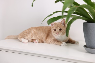 Photo of Cute ginger cat lying on white chest of drawers near houseplant at home