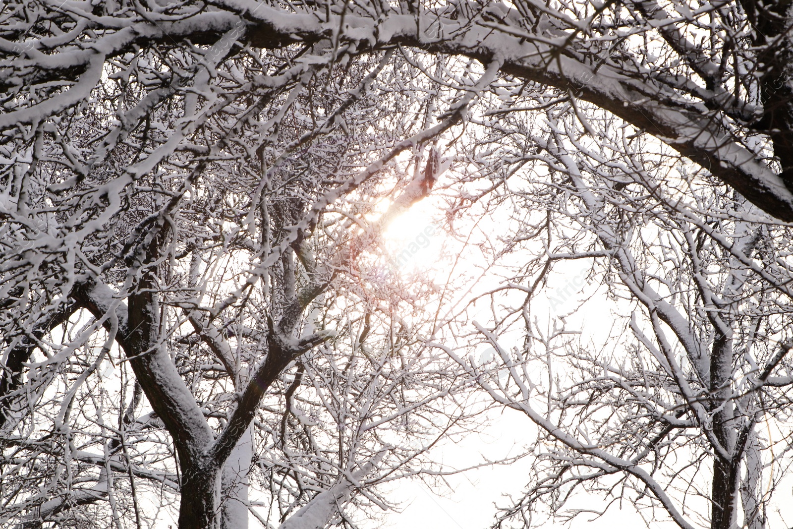 Photo of Beautiful trees covered with snow in winter forest