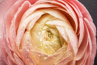 Beautiful ranunculus flower, closeup