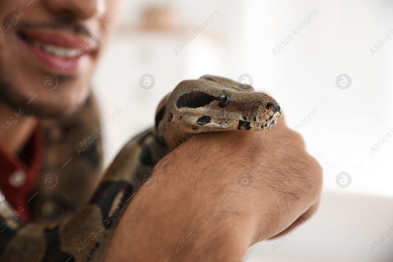 Photo of Man with his boa constrictor at home, closeup. Exotic pet