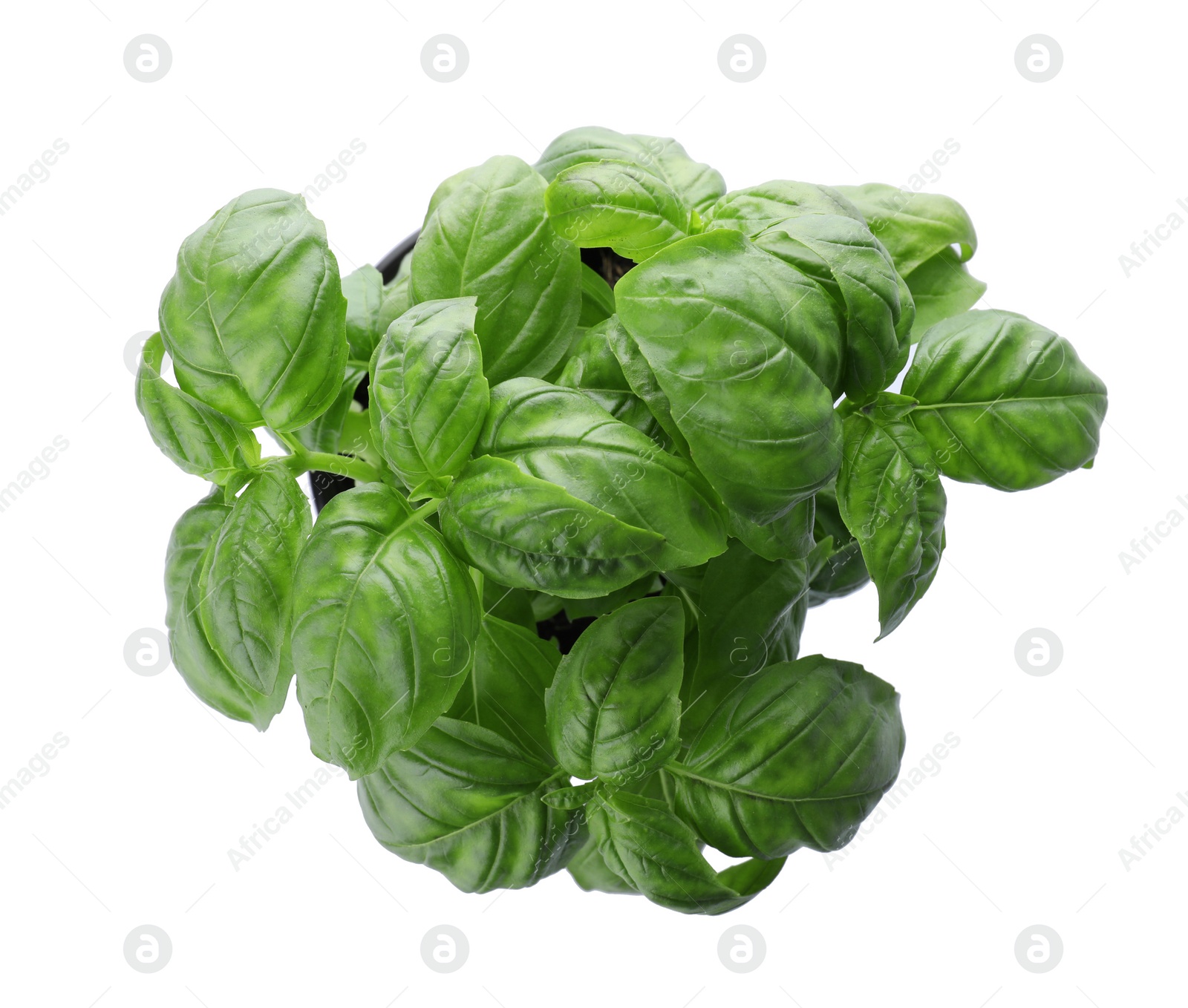 Photo of Fresh basil in pot on white background, top view