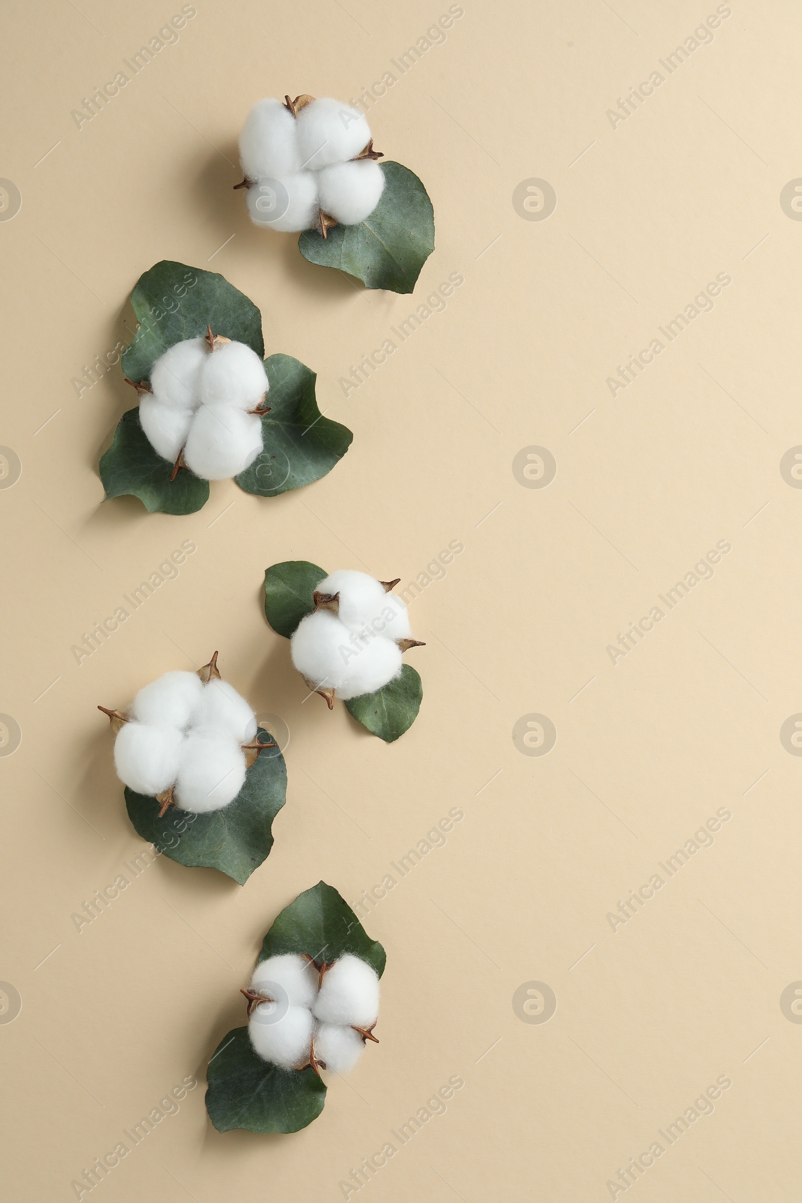 Photo of Cotton flowers and eucalyptus leaves on beige background, flat lay. Space for text