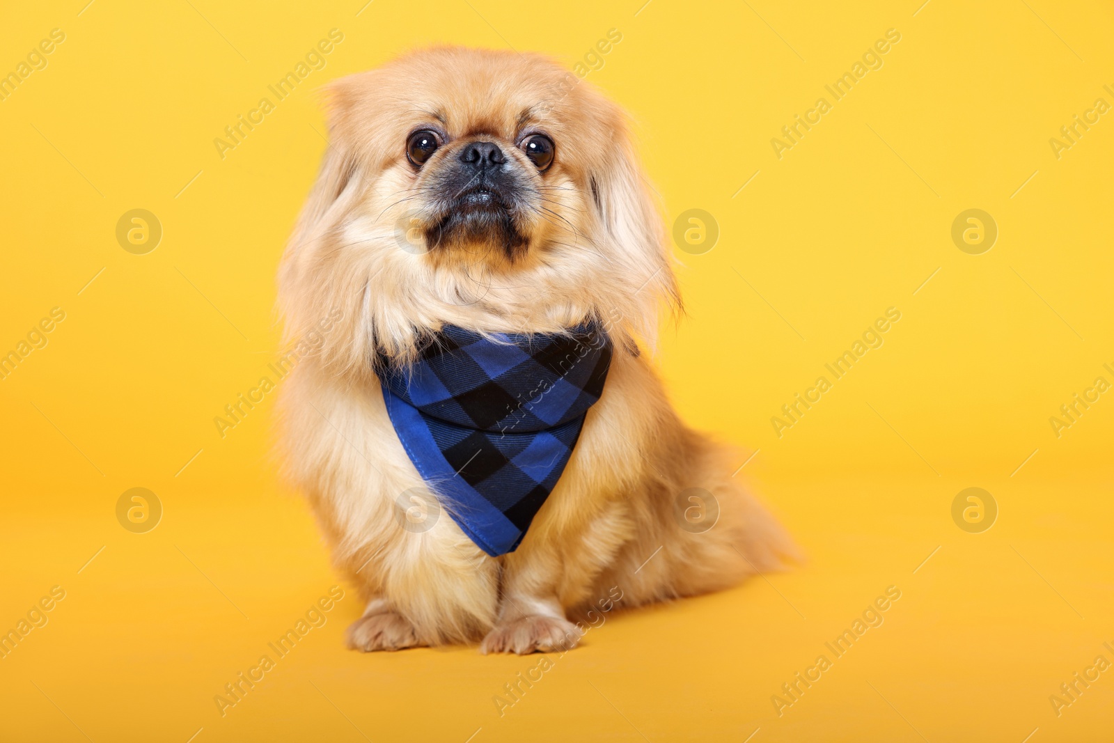 Photo of Cute Pekingese dog with bandana on yellow background