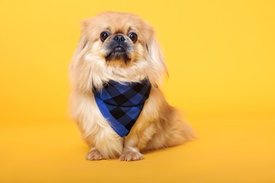 Cute Pekingese dog with bandana on yellow background