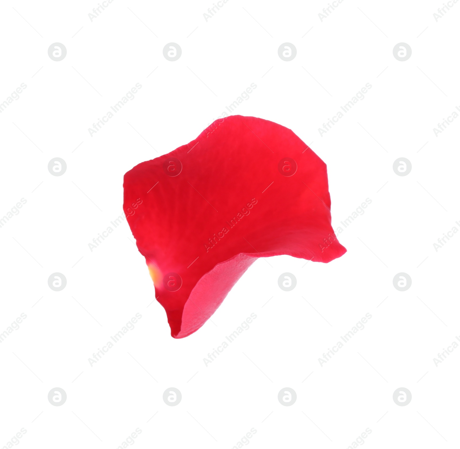 Photo of Tender red rose petal isolated on white