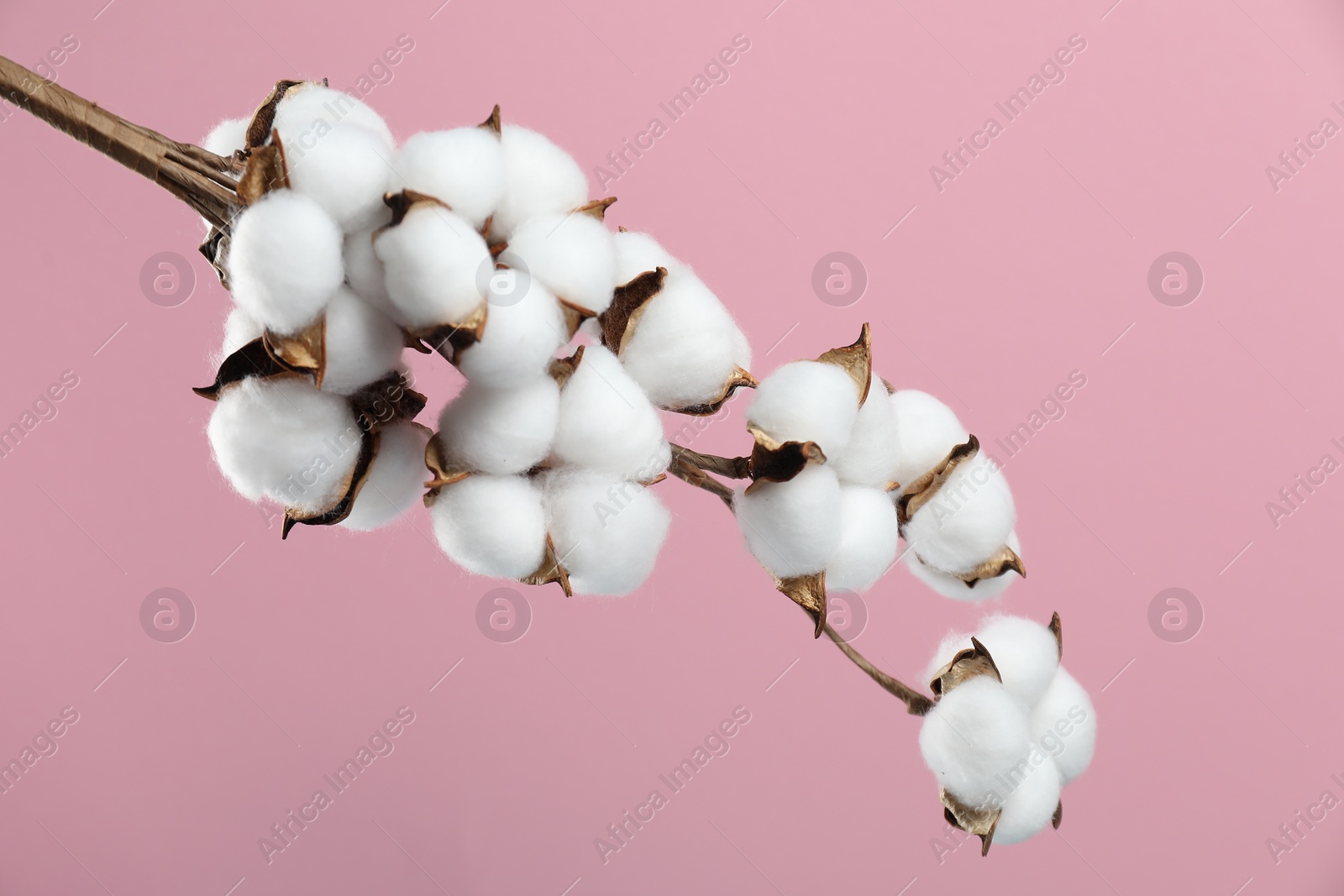 Photo of Beautiful cotton branch with fluffy flowers on pink background