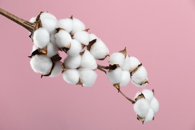 Beautiful cotton branch with fluffy flowers on pink background