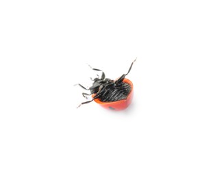 Photo of One overturned red ladybug isolated on white