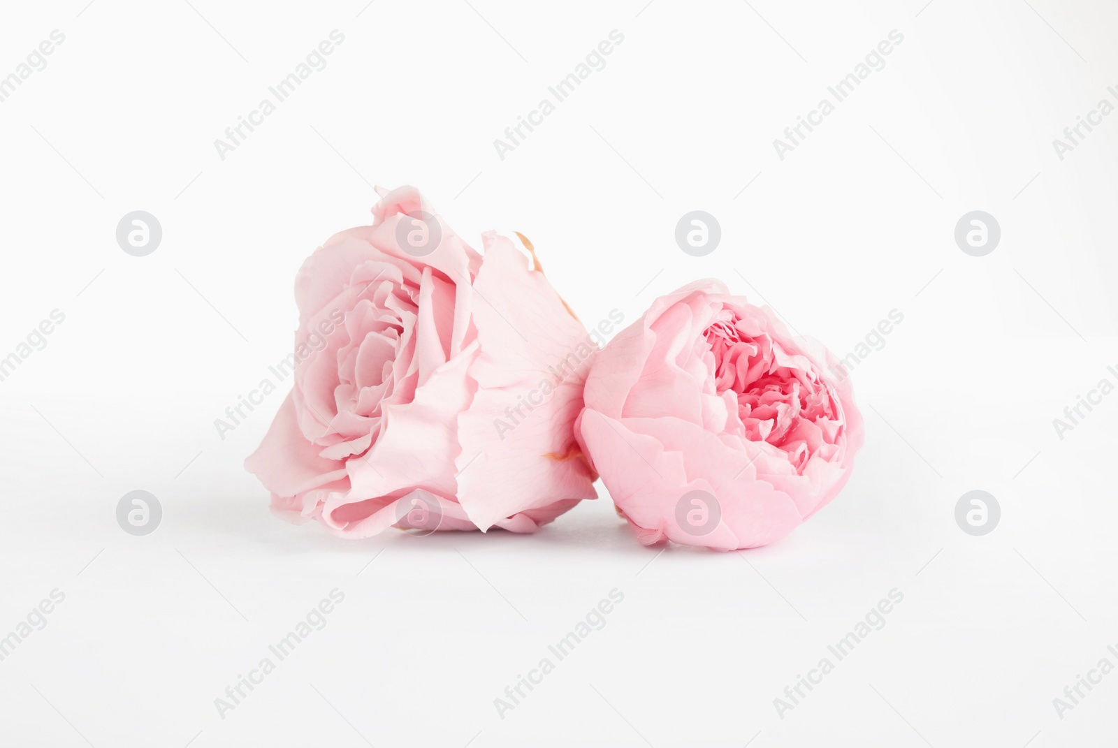 Photo of Beautiful pink peony and rose flowers on white background