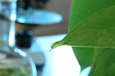 Photo of Water drop on green leaf against blurred background, closeup with space for text. Plant chemistry