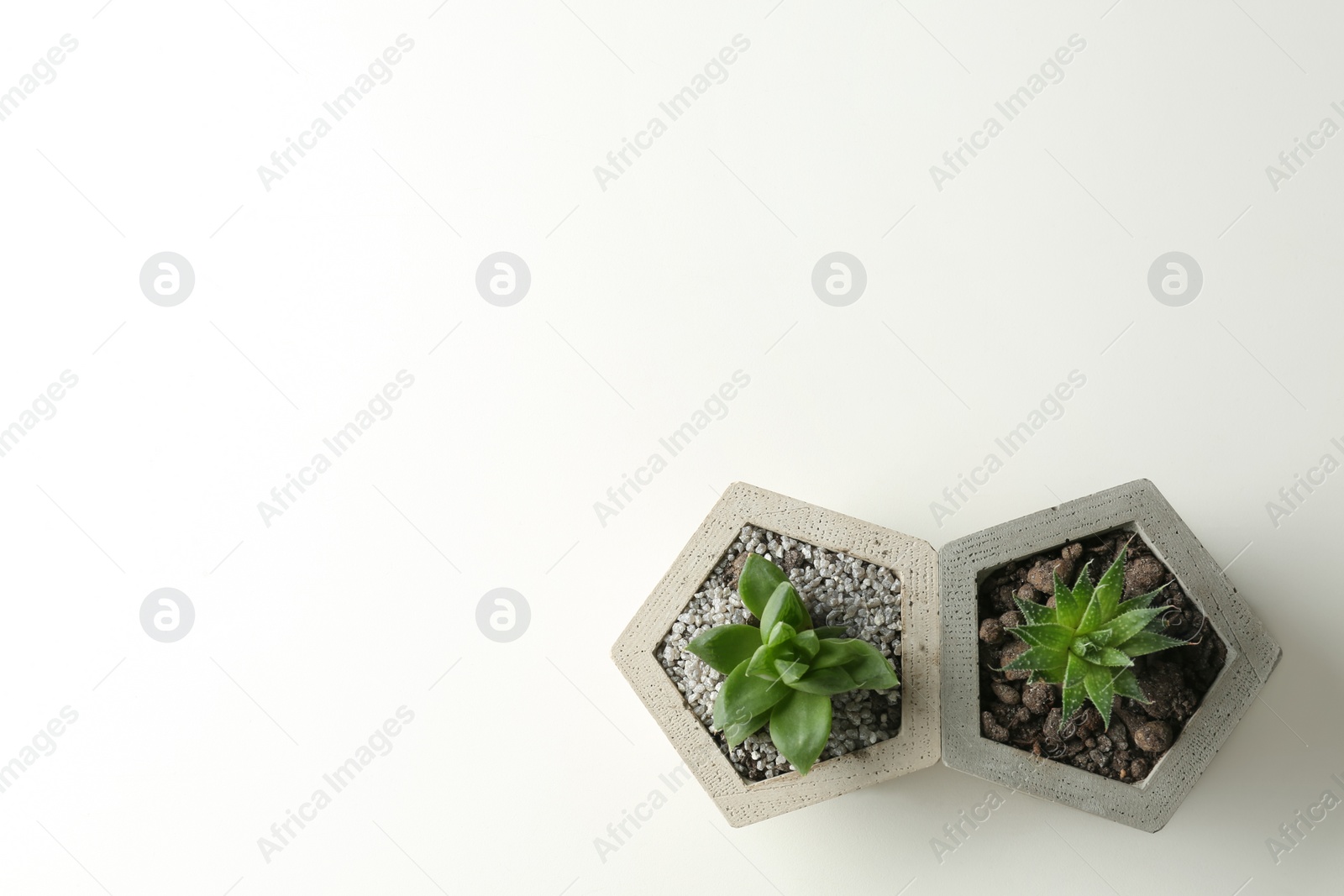 Photo of Succulent plants in concrete pots on white table, flat lay. Space for text