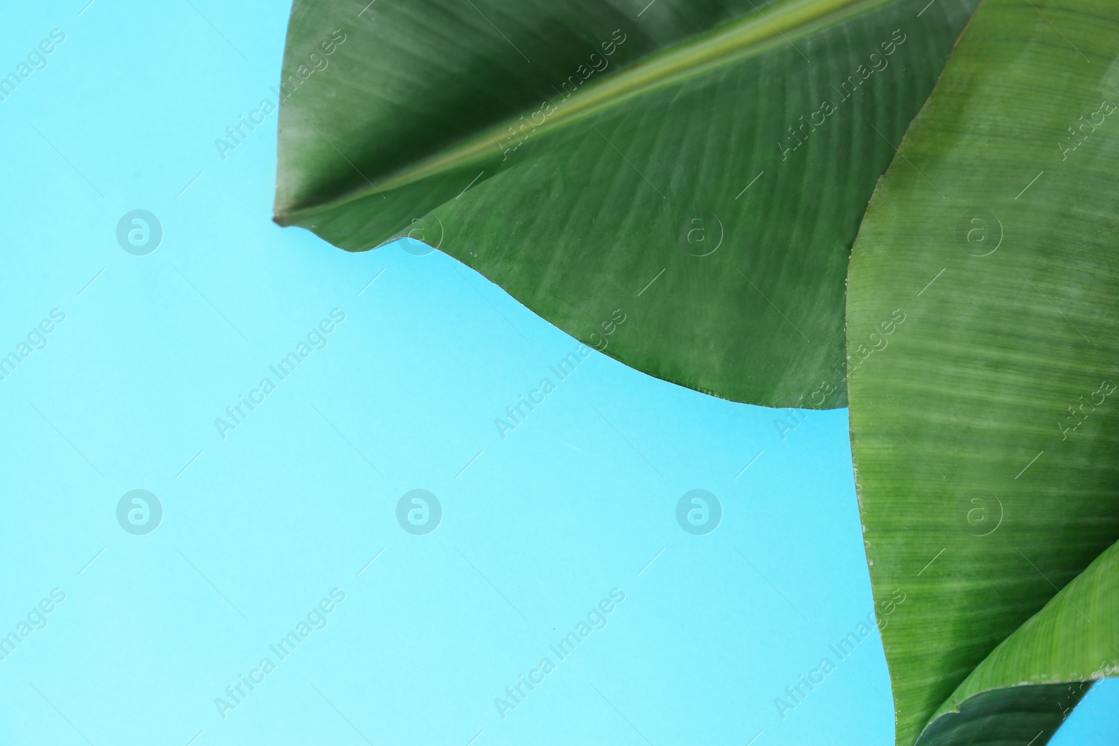 Photo of Fresh green banana leaves on color background, flat lay with space for text. Tropical foliage