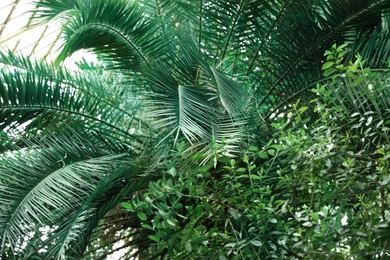 Different tropical plants with green leaves in botanical garden