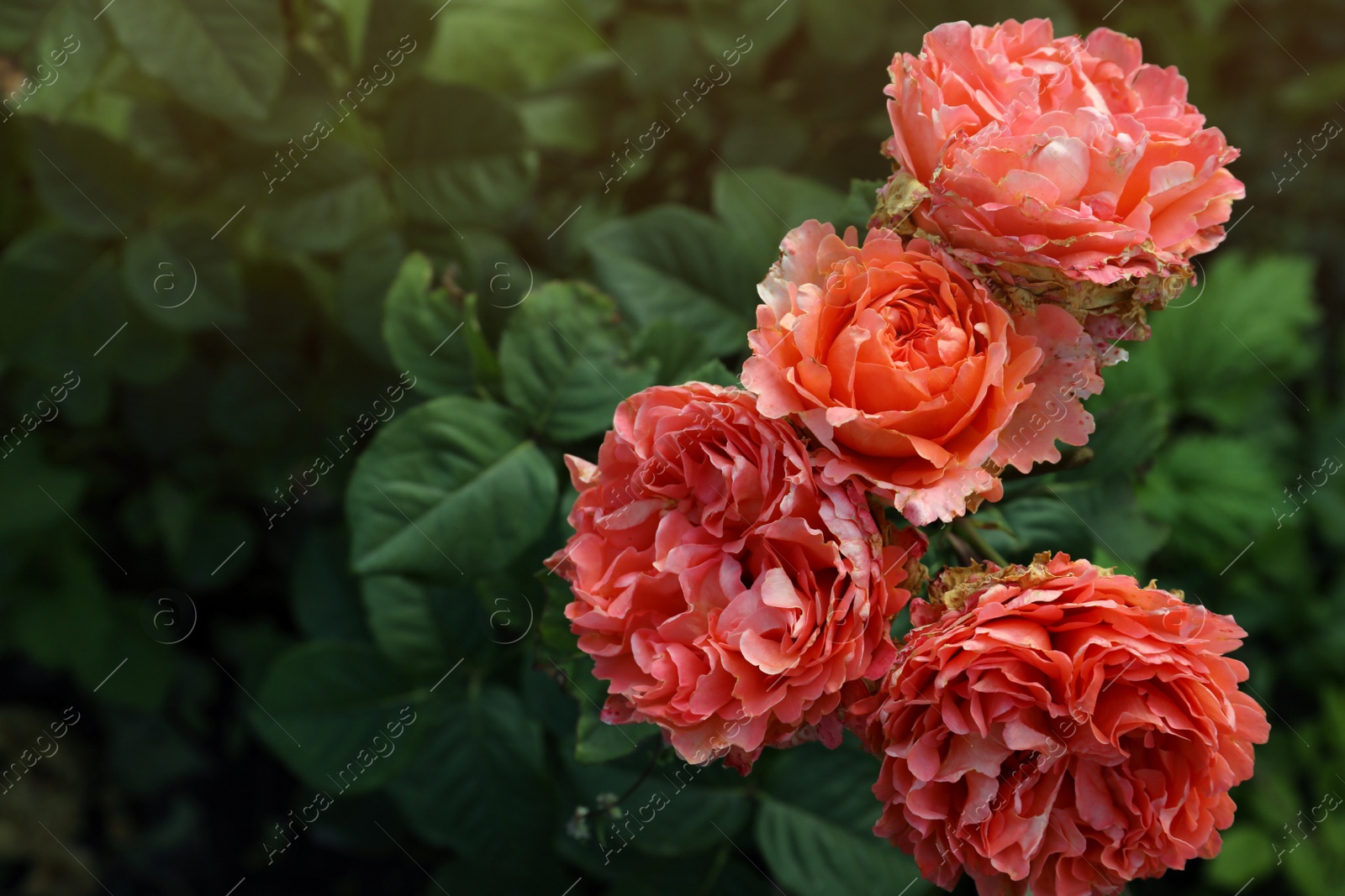 Photo of Beautiful blooming coral roses on bush outdoors, closeup. Space for text