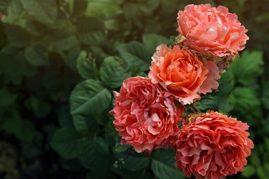 Beautiful blooming coral roses on bush outdoors, closeup. Space for text