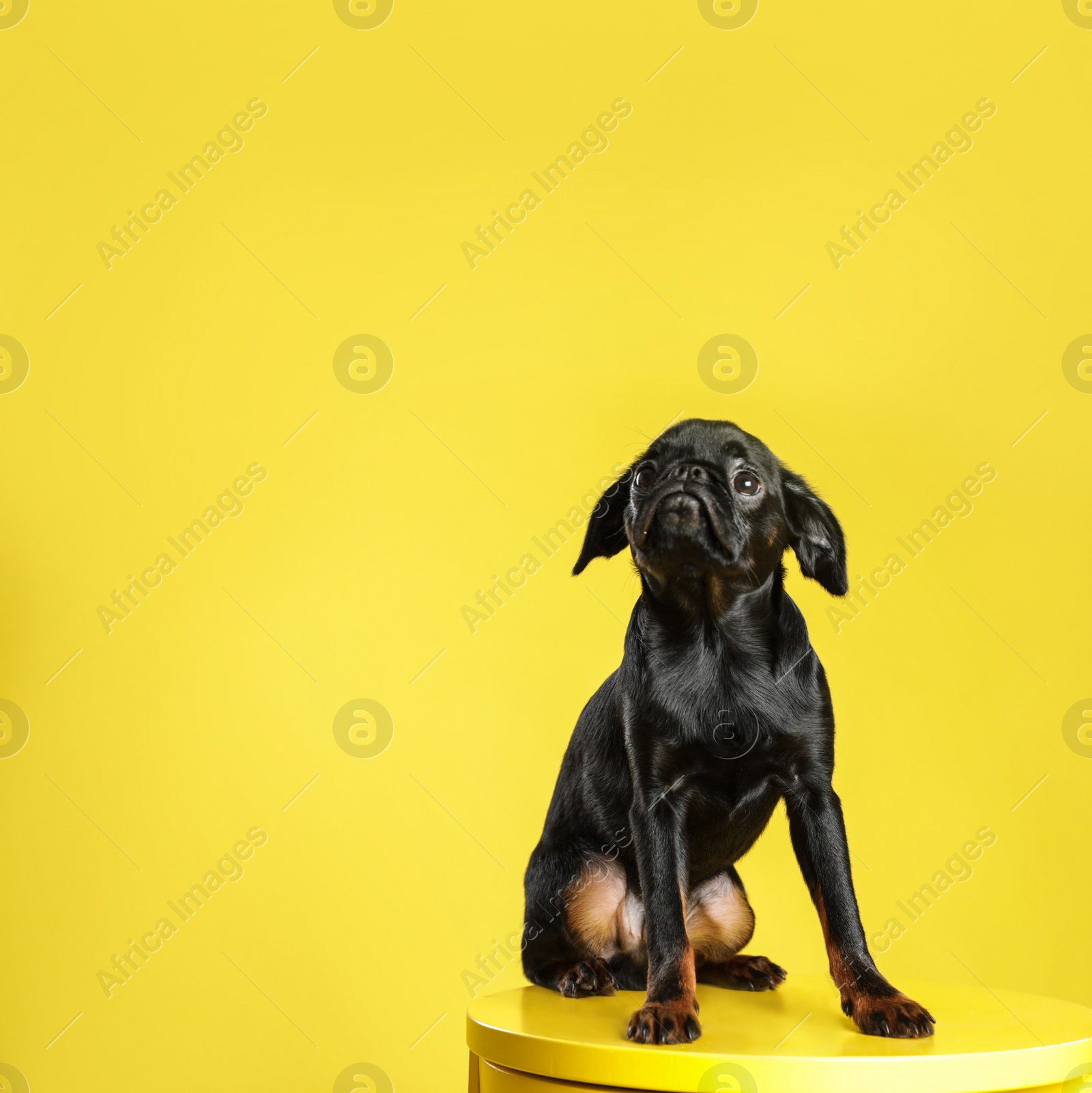 Photo of Adorable black Petit Brabancon dog on table against yellow background, space for text