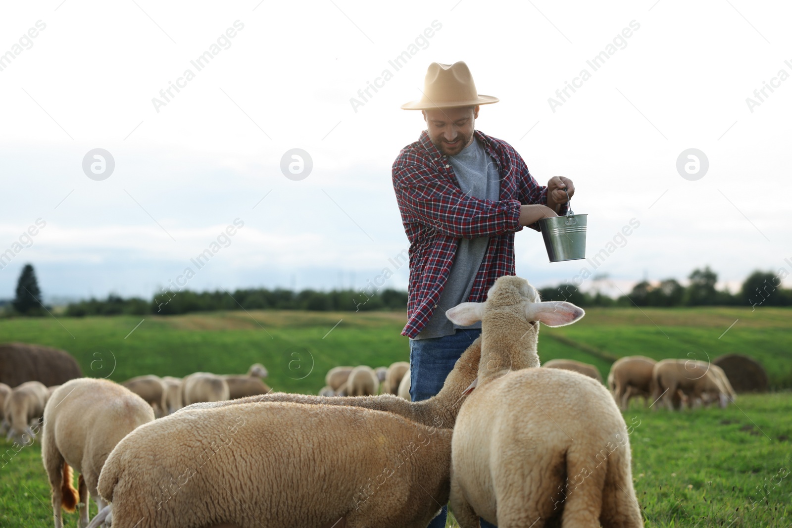 Photo of Smiling man with bucket feeding sheep on pasture at farm