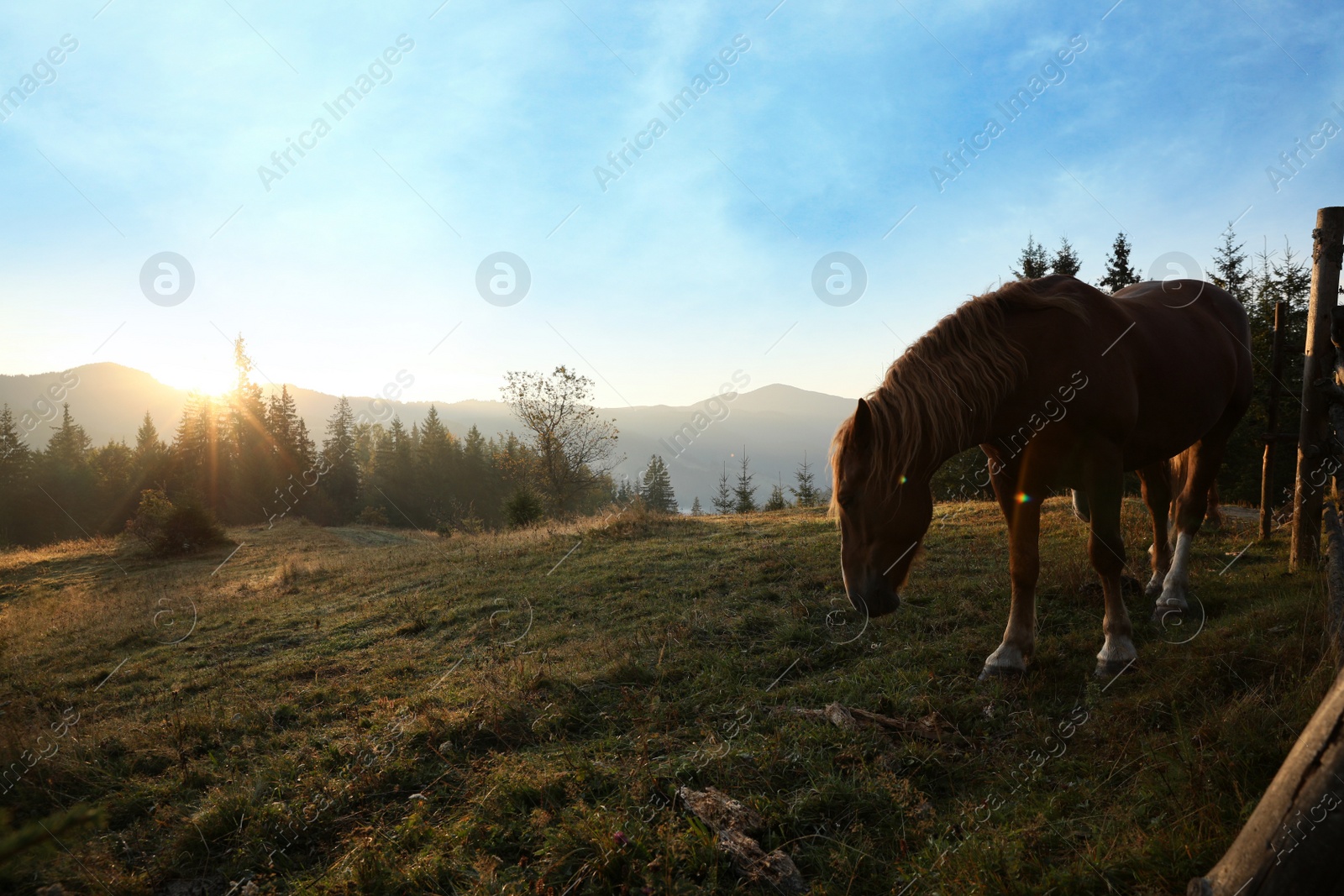 Photo of Beautiful view of horses near wooden fence in mountains