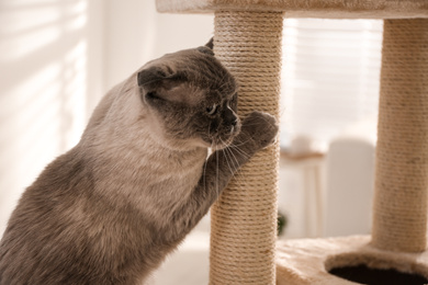 Photo of Cute Scottish fold on cat tree at home. Fluffy pet