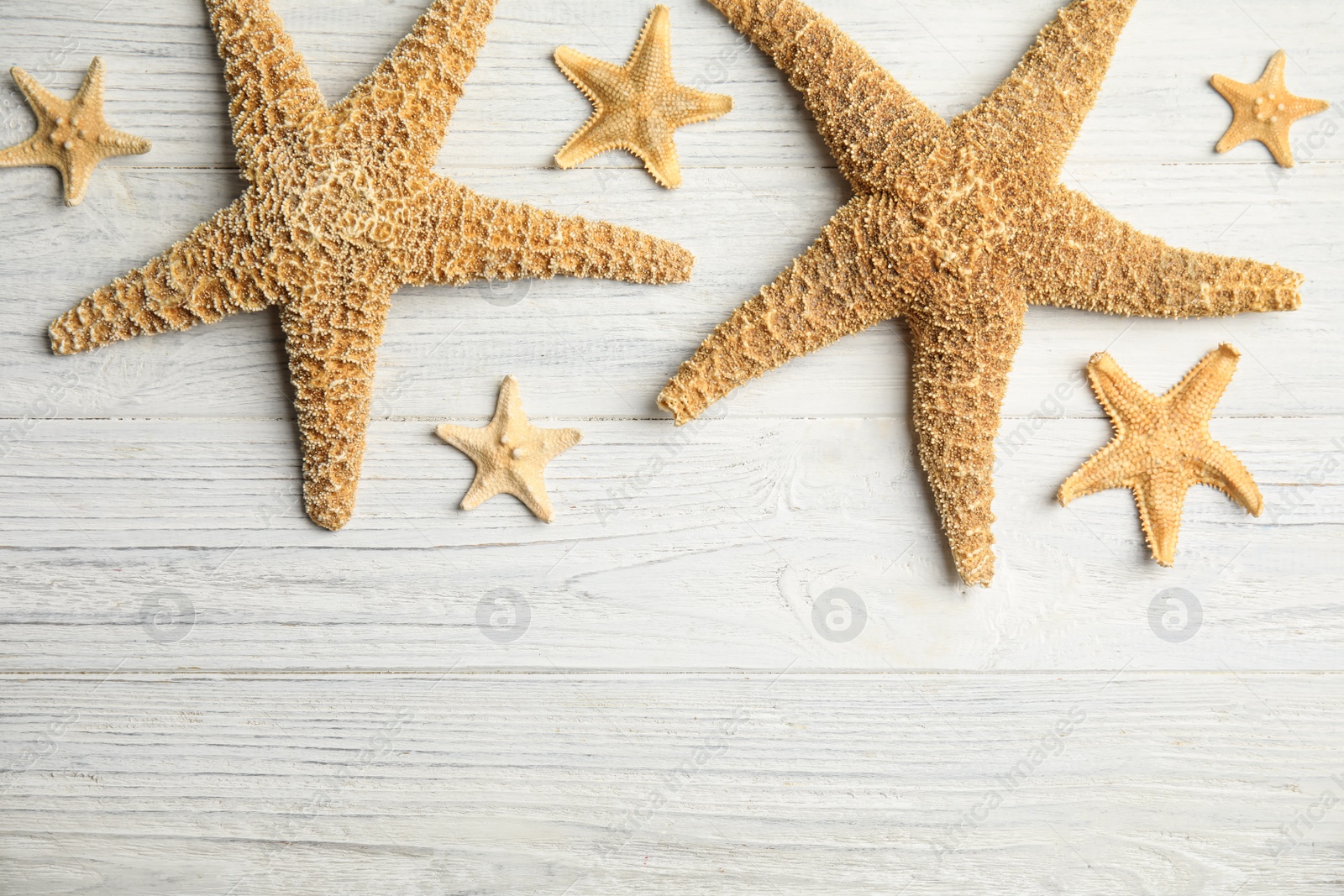 Photo of Beautiful sea stars on white wooden background, flat lay. Space for text