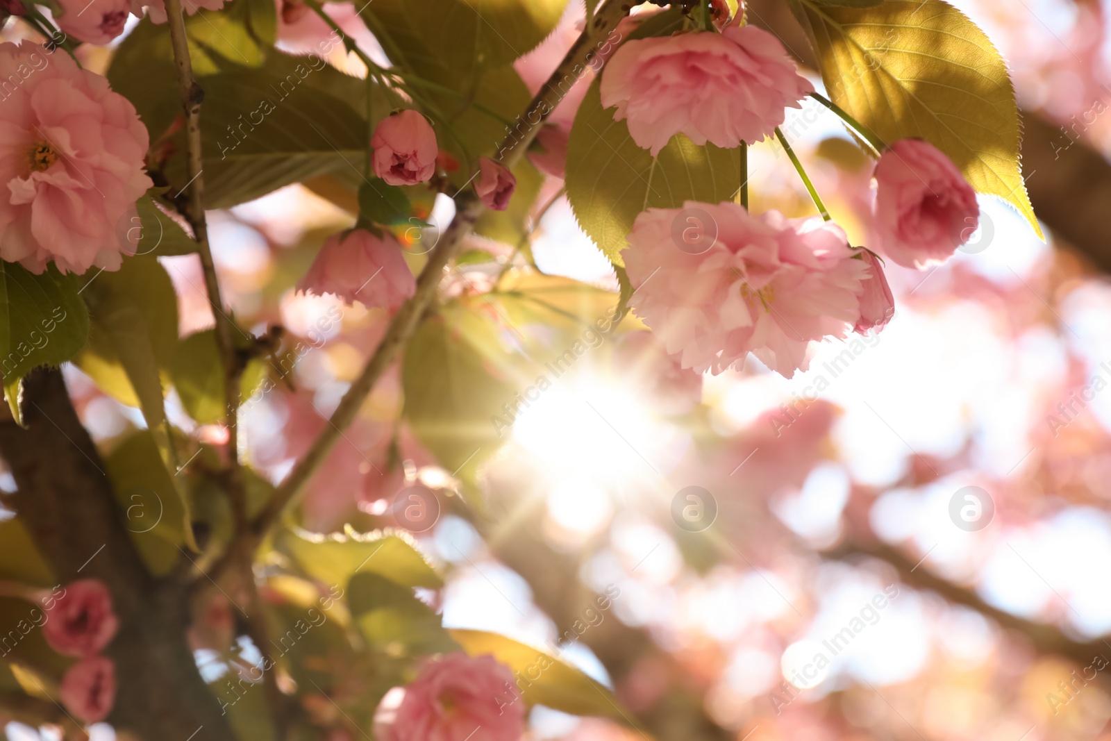 Photo of Beautiful blooming sakura outdoors on sunny spring day