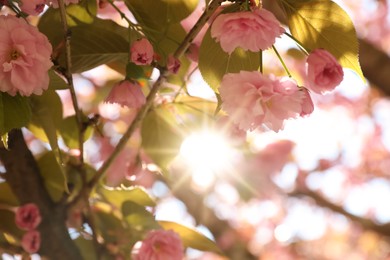 Photo of Beautiful blooming sakura outdoors on sunny spring day