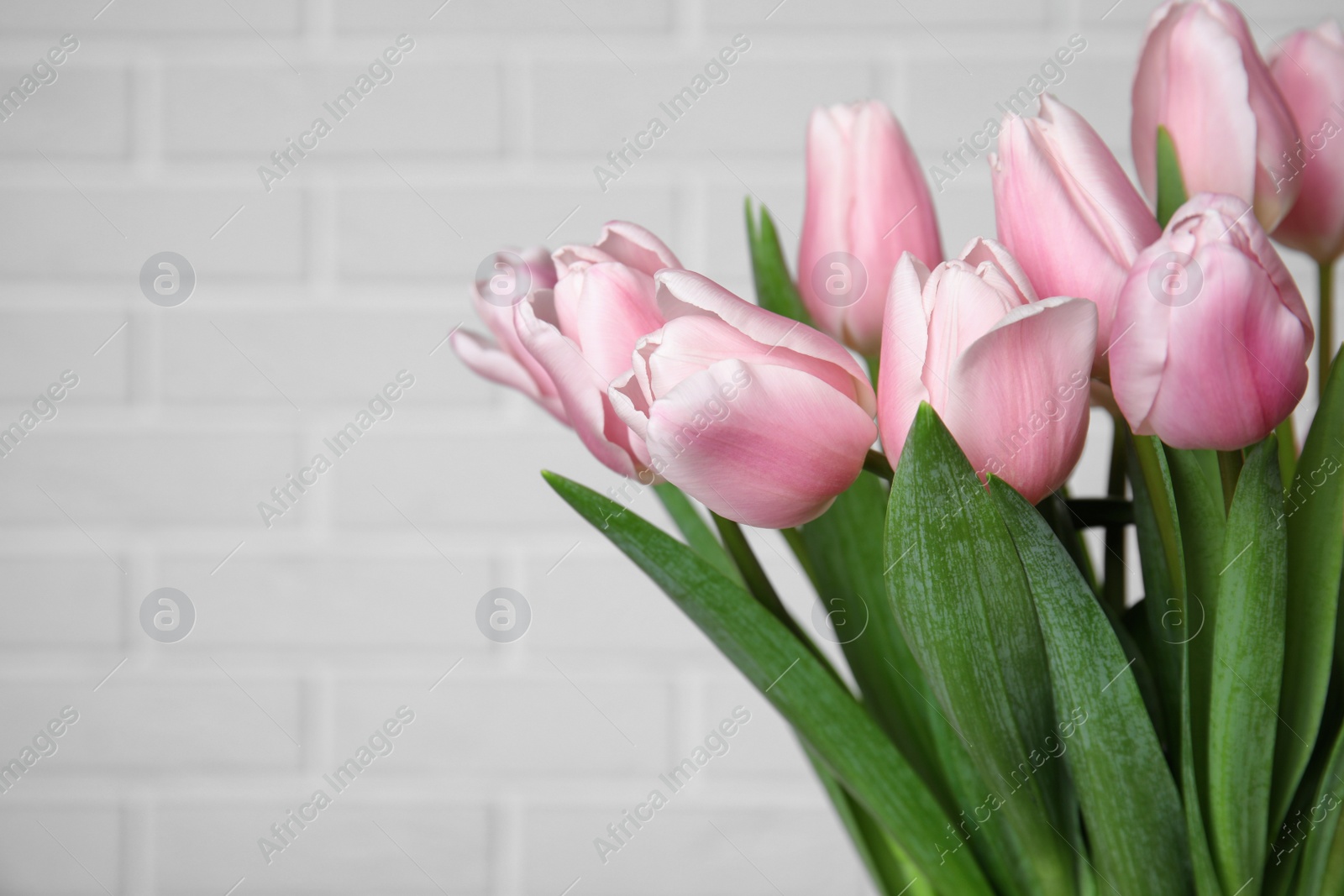 Photo of Beautiful pink spring tulips near white brick wall, closeup. Space for text