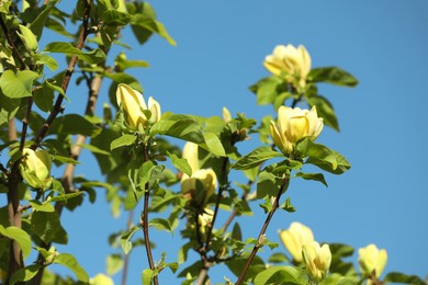 Magnolia tree with beautiful flowers against blue sky on sunny day, closeup