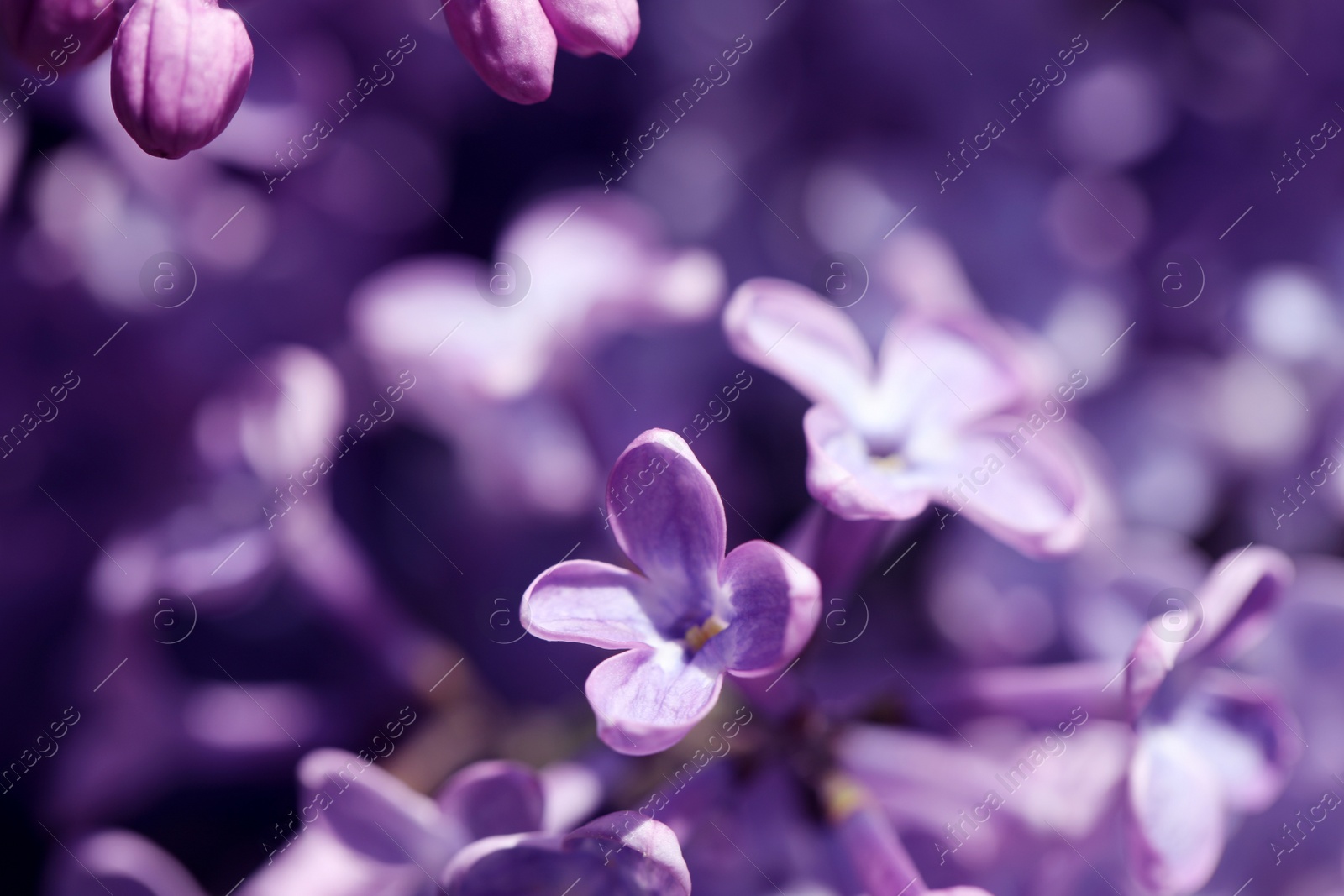 Photo of Closeup view of beautiful blooming lilac shrub outdoors