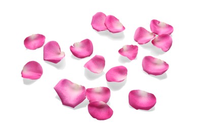 Photo of Many pink rose petals on white background