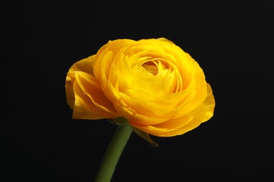 Photo of Beautiful yellow ranunculus on black background. Floral vintage card