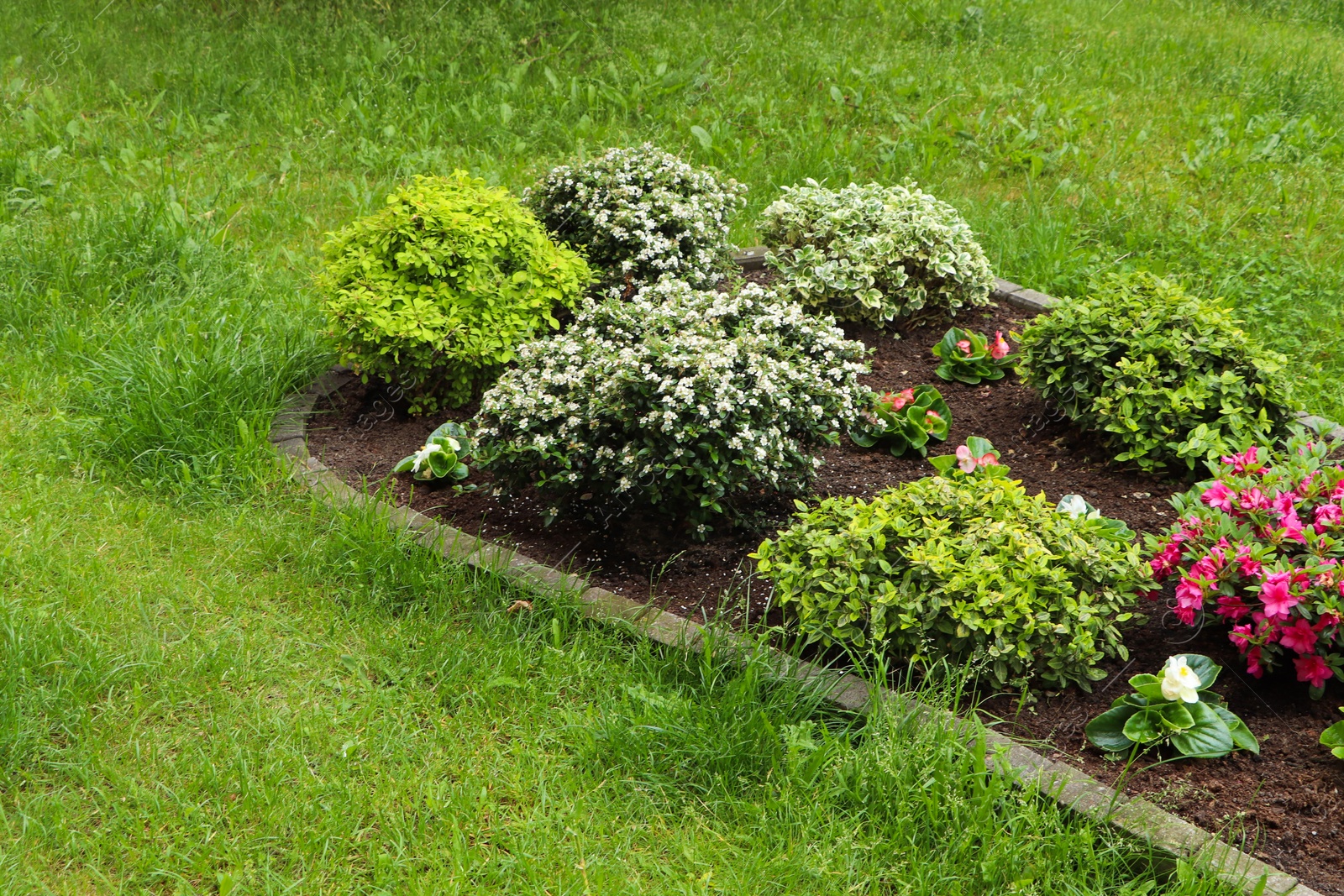 Photo of Beautiful flowerbed with different plants outdoors. Gardening and landscaping