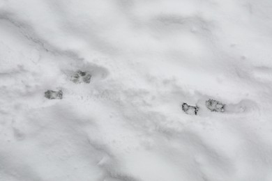 Photo of Animal trails on snow outdoors, top view