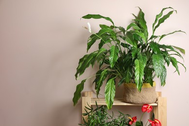 Photo of Beautiful houseplants in pots on wooden rack near beige wall, space for text. House decor