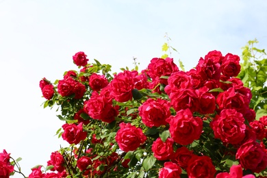 Photo of Green bush with beautiful blooming roses in garden on sunny day