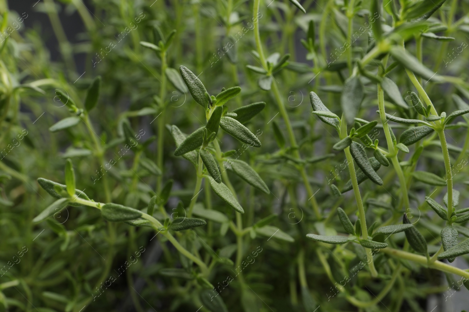 Photo of Aromatic thyme sprigs growing as background, closeup. Fresh herb