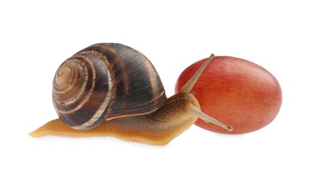 Photo of Common garden snail with grape on white background