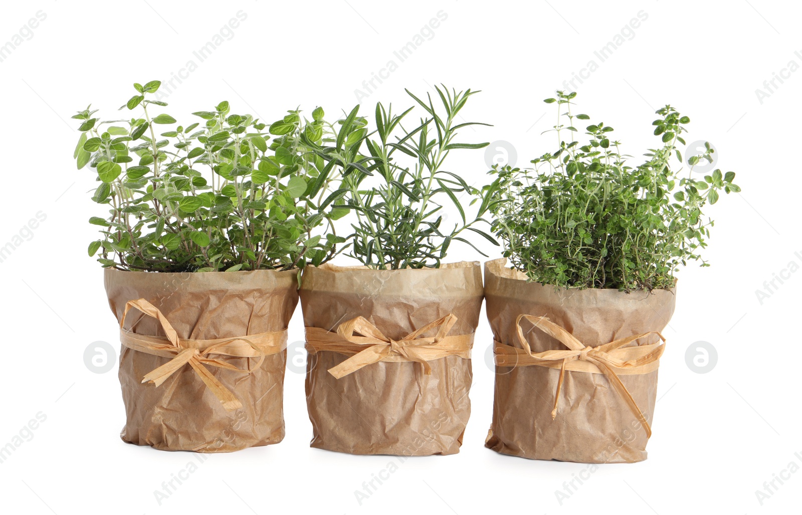 Photo of Different aromatic potted herbs isolated on white