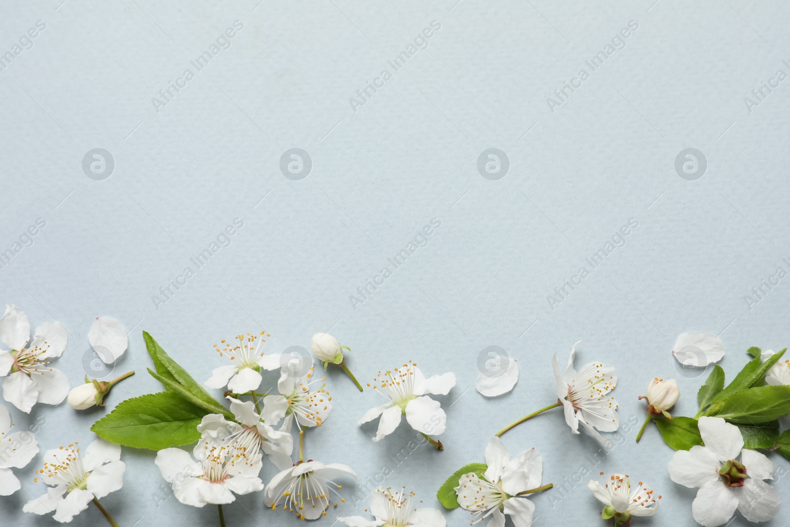 Photo of Spring tree blossoms as border on light background, flat lay. Space for text