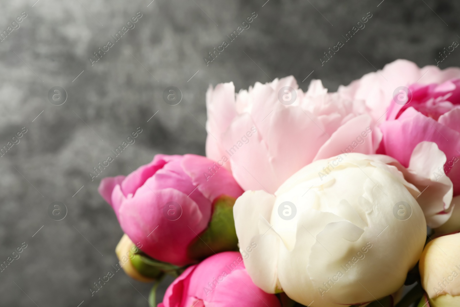 Photo of Beautiful peony flowers on grey background, closeup