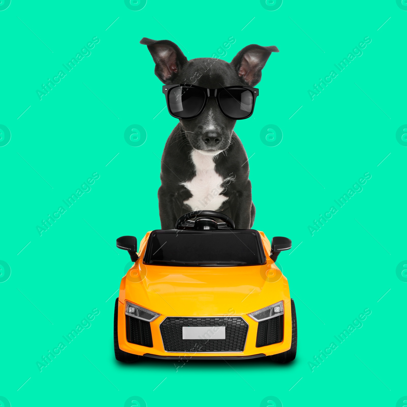 Image of Adorable puppy with stylish sunglasses in toy car on turquoise background