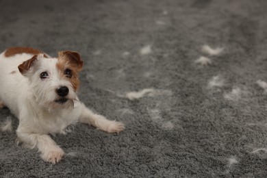 Photo of Cute dog lying on carpet with pet hair. Space for text
