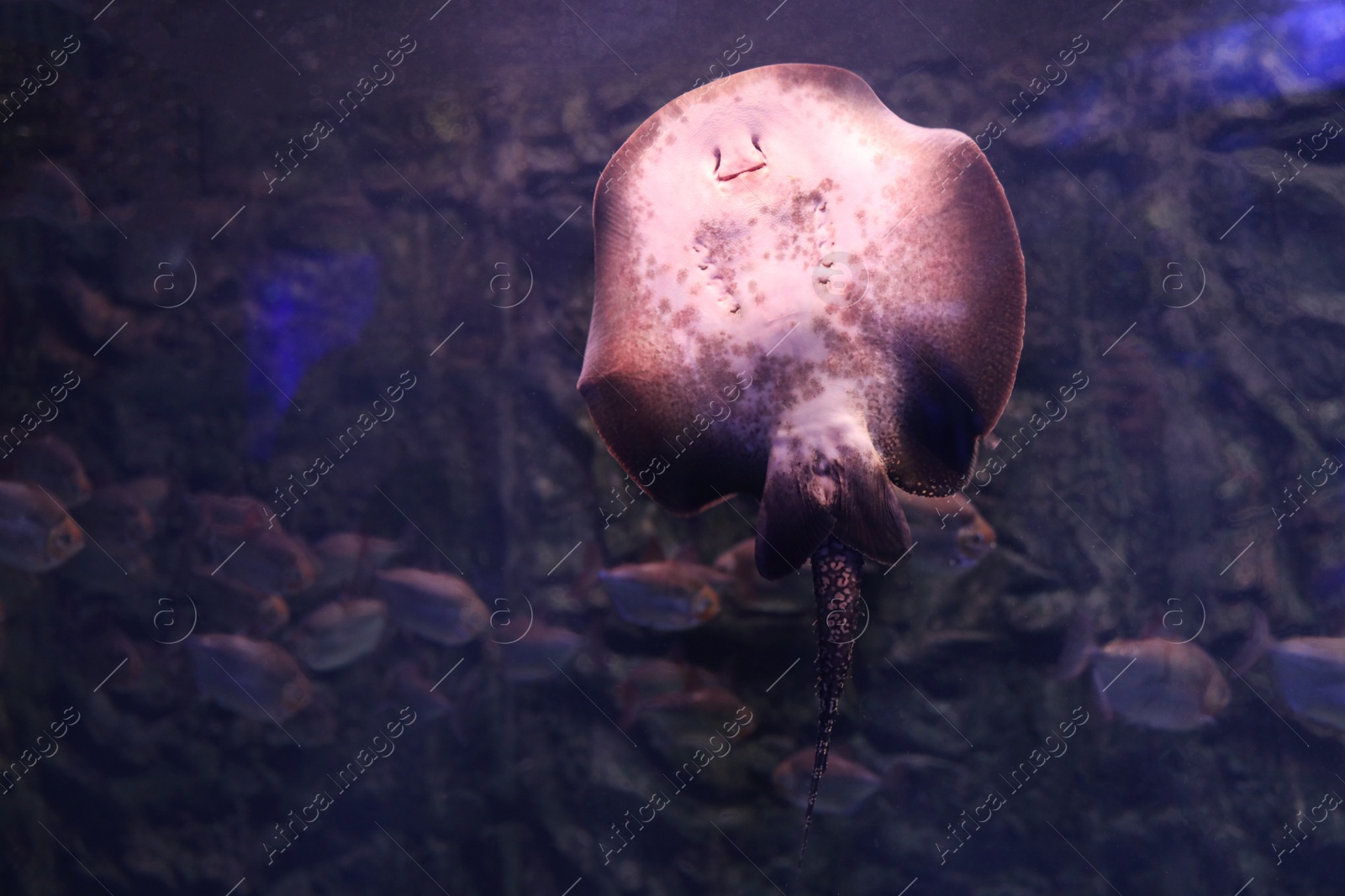 Photo of Tropical ray fish swimming in clear aquarium